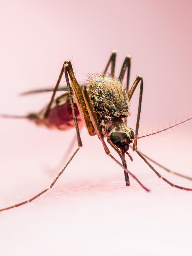 Most Dangerous Animal In The World, Mosquitos