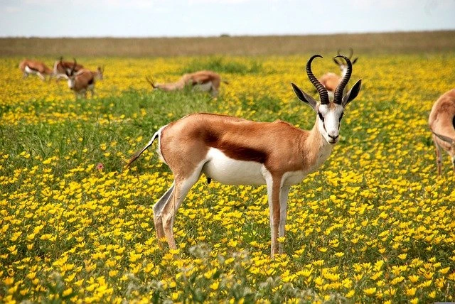 भारत का सबसे बड़ा राष्ट्रीय उद्यान कौन सा है 2022 (Bharat Ka Sabse Bada National Park Top 10)