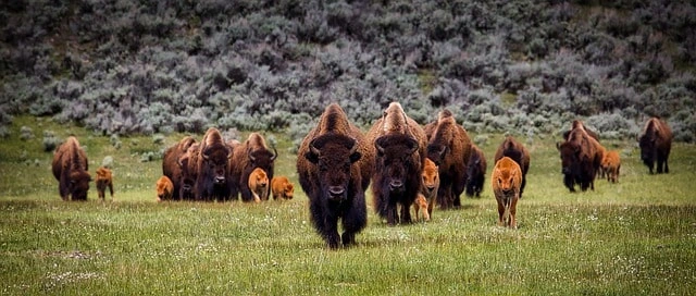 भारत का सबसे बड़ा राष्ट्रीय उद्यान कौन सा है 2022 (Bharat Ka Sabse Bada National Park Top 10)