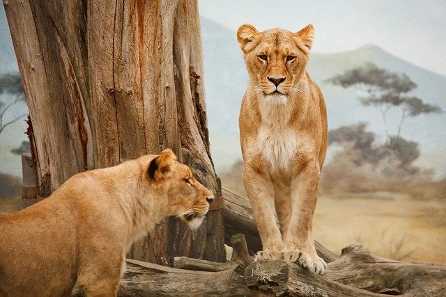 भारत का सबसे बड़ा राष्ट्रीय उद्यान कौन सा है 2022 (Bharat Ka Sabse Bada National Park Top 10)